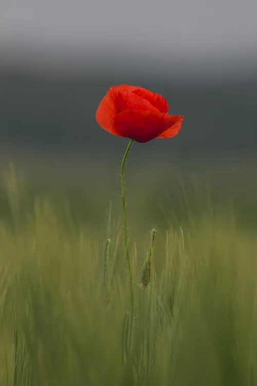 شهیدی که بر خاک می خفت