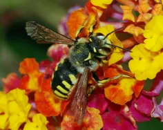 🐝 دلیل مرگ زنبور پس از نیش زدن این است که دل و روده او پس