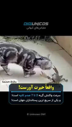 سرعت واکنش گربه در برابر تهدیدات واقعا حیرت اوره !!!!