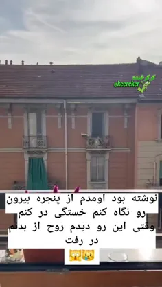 چرا گربه ها اینجوری خیره میشن😂