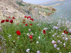 نمایی از طبیعت سد رئیسعلی دلواری. منطقه شبانکاره