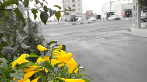 ای دی اینستا منWhite Shadow 12. لطفا لایک و فالو کنید. بک