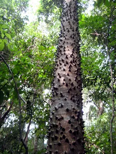 درخت sandbox به عنوان درخت دینامیتی معروف است که تنه ی آن