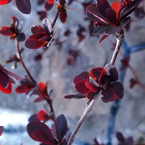 گل رنگ سبز شکوفه جهان طبیعت بهار ایران