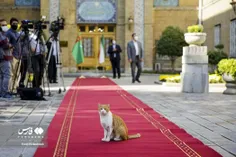 گربه ایرانی