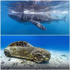 گوگل با نصب دوربینهای خود در زیر دریا، امکانی فراهم کرده 