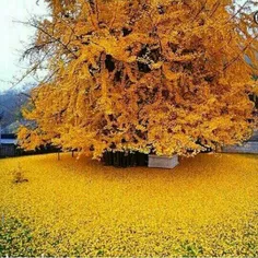 درخت 1400ساله در چین