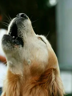 #سگی شکاری به نام چارلی در شوی رویال ایستر سیدنی، پارس می