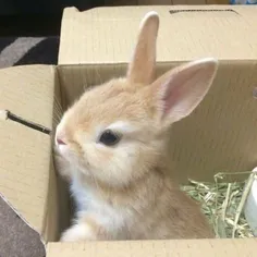 خرگوش>>>>
