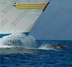کشتیها دلفین هایی که با آنها مسابقه سرعت میدهند را نا امی