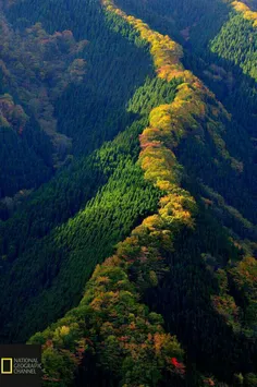 🍁 زیبایی فوق العاده خط درخت افرا در کوهستان‌های ژاپن.