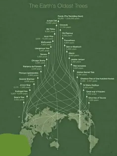 ️در جهان ٢٦ درخت وجود دارند که قبل از میلاد مسیح نیز وجود