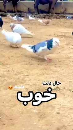 حال دلتون عالی