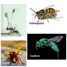 زنبور (Wasp) هر حشره‌ای از زیر راسته کمر باریک آپوکریتا ک