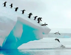 فرو رفتن در گروه پنگوئن Adelie، شبه جزیره قطب جنوب ..