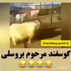 گوسفندمرحوم پله 