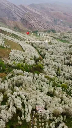 قلعه الموت در میان شکوفه های گیلاس