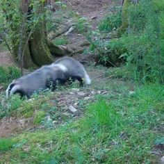 گورکن اروپایی (European badger)، بومی اروپا و غرب آسیا و 