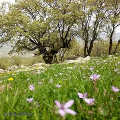 ایلام کبیر کوه