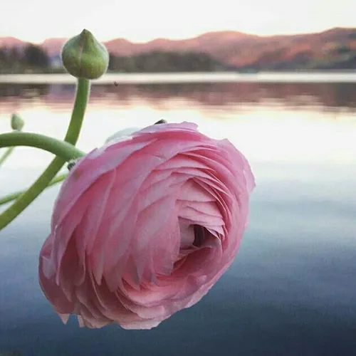 طبیعت زیبا گل زیبا