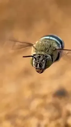 از زیبایی های زنبور!