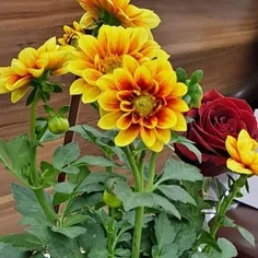 💕من که افتاده ام از پا و به خود درگیرم