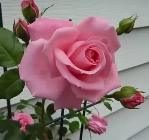 این گل زیبا تقدیم به دوستی که برای اولین بار پست منو لایک