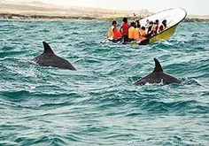 دلفین‌های خلیج فارس 
