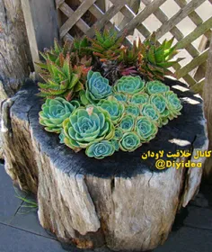 🌵  #گلدان 