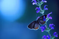 پروانه ی زیباااااا