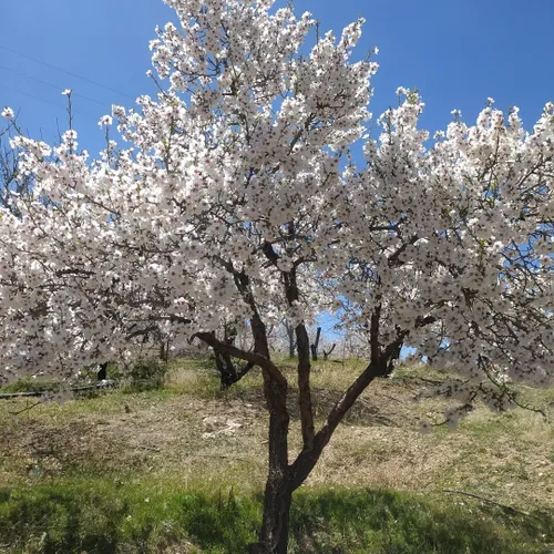 امسال از خدا میخام سرما شکوفه ها را اذیت نکنه