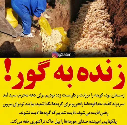 زنده به گور کردن جوجه های چند روزه برای گران ماندن قیمت م