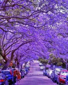 ⭕ ️ شکوفه های بنفش، پارک میلسون در سیدنی، #استرالیا