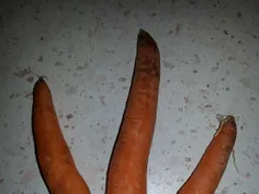 هویج سه قلو