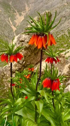 گل ها شیوه طبیعت