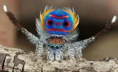 این عنکبوت ها که از عجیب ترین عنکبوت های جهان محسوب می شو