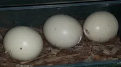 تخم شترمرغ