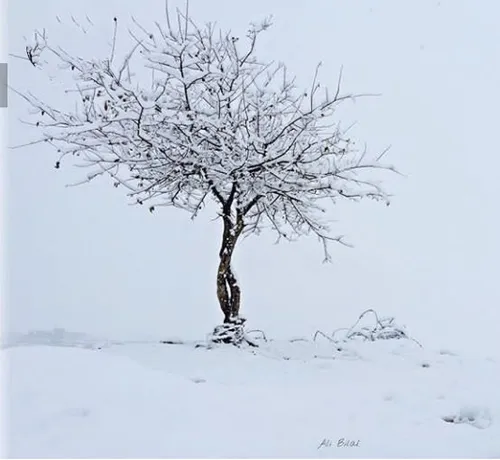 تا به دست باد می ریزند گیسوها به هم