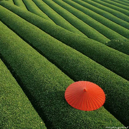 مزارع چای ,چین