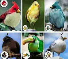 angry birds