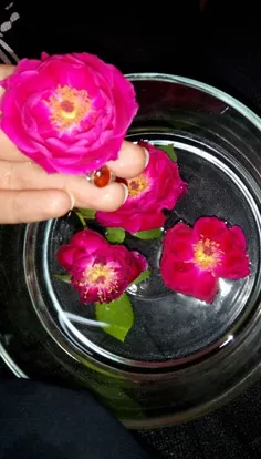 این گلهای خوشبوی محمدی تقدیم به دوستان