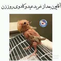 دلم ب حالتون میسوزهه