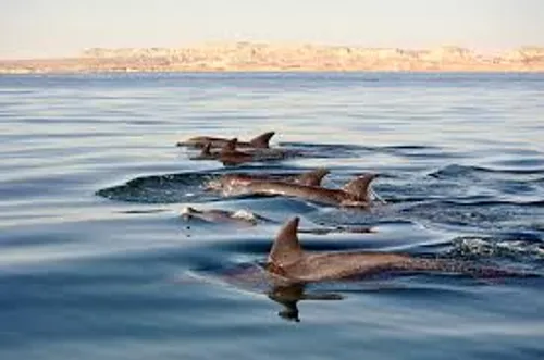 دلفین ها جزیره قشم