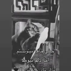 فالو کن گربه قشنگ رو 😻😻