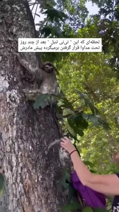 تنبل‌ها Sloths شش گونه پستاندار درخت‌پیما از شگفت‌بندان ه