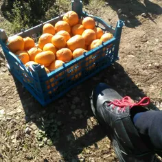 باغِ دَدی و لـالـِنگـی🍊 چی ببخشید؛ نـارِنـگی😸اونهم تو فصل