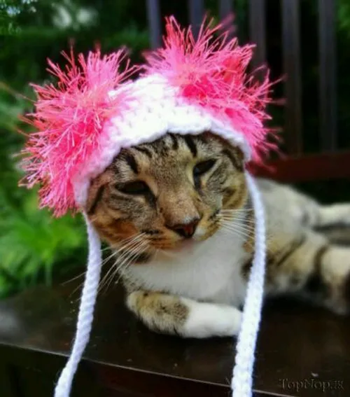 کلاه های بافتنی زیبا و خلاقانه برای گربه ها / Meredith La