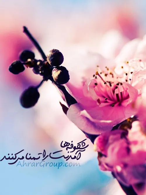 عکس نوشته r.m.75 25082500 - عکس ویسگون