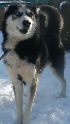 haski