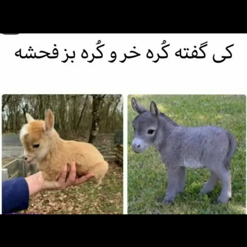 من نگفتم بخدا 🧐 چه قدر نازههه🙃